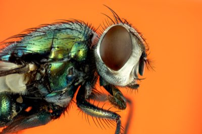 Lentes e acessórios essenciais: 3 itens para fotos profissionais